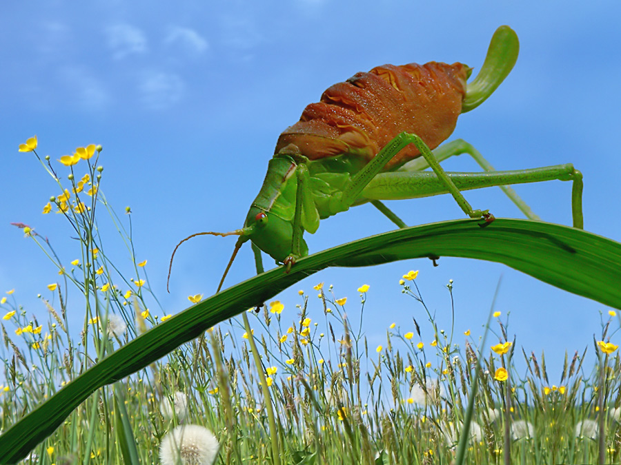 hrXQQY[1].jpg - Sommerzeit